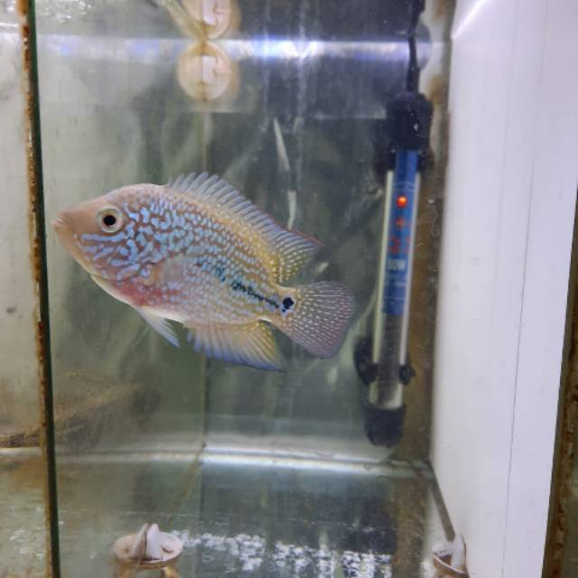 Ikan Louhan Kamfa F2 Ori Thailand (mata putih)