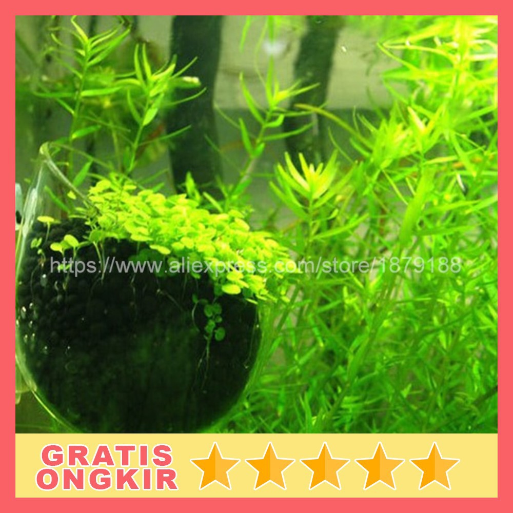 Bibit Rumput Air Dekorasi Aquarium Landscape Ornament Big Fescue H0027 Grab Medan