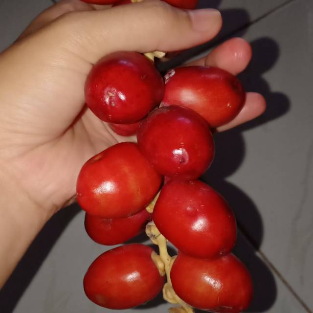 

Kurma Muda Merah/500Gr