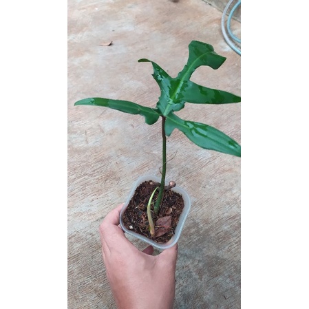 philodendron flobe murtad