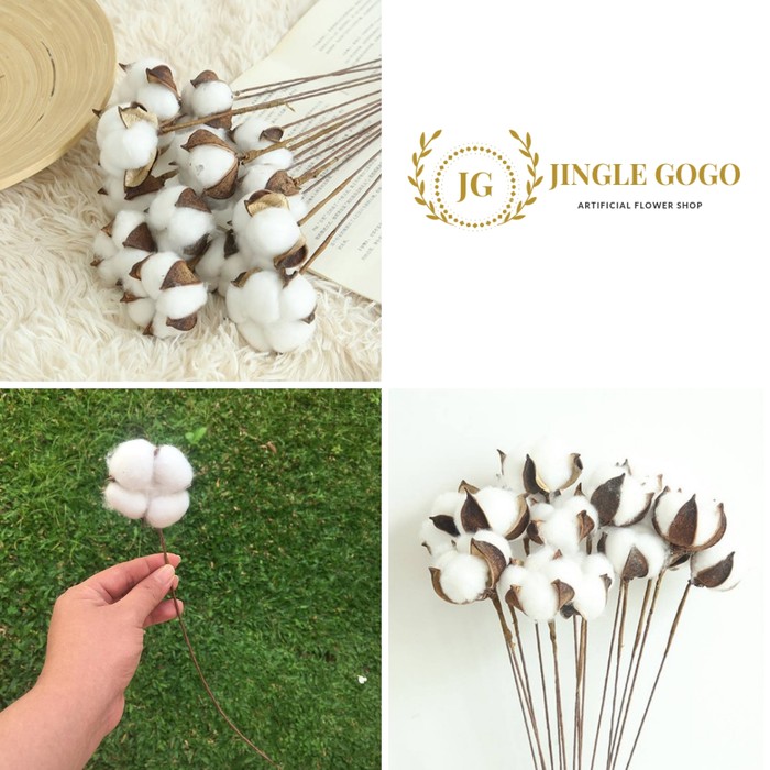 MURAH BUNGA KAPAS KERING DRIED FLOWER COTTON DEKORASI HIASAN HANTARAN CRAFT
