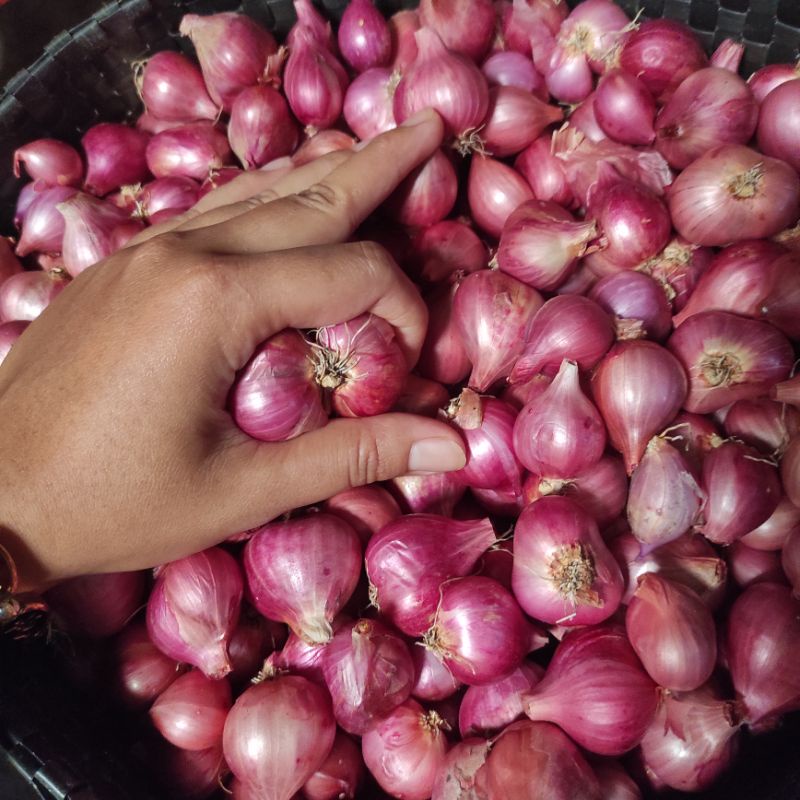 

Bawang merah/Bawang sayur