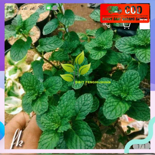 Bibit daun mint