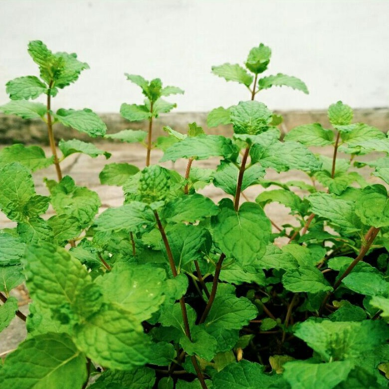 Jogja Beli 3 Gratis 1 Bibit Tanaman Herbal Teh Diet Daun Mint Sudah Tumbuh Segar Siap Pakai Shopee Indonesia