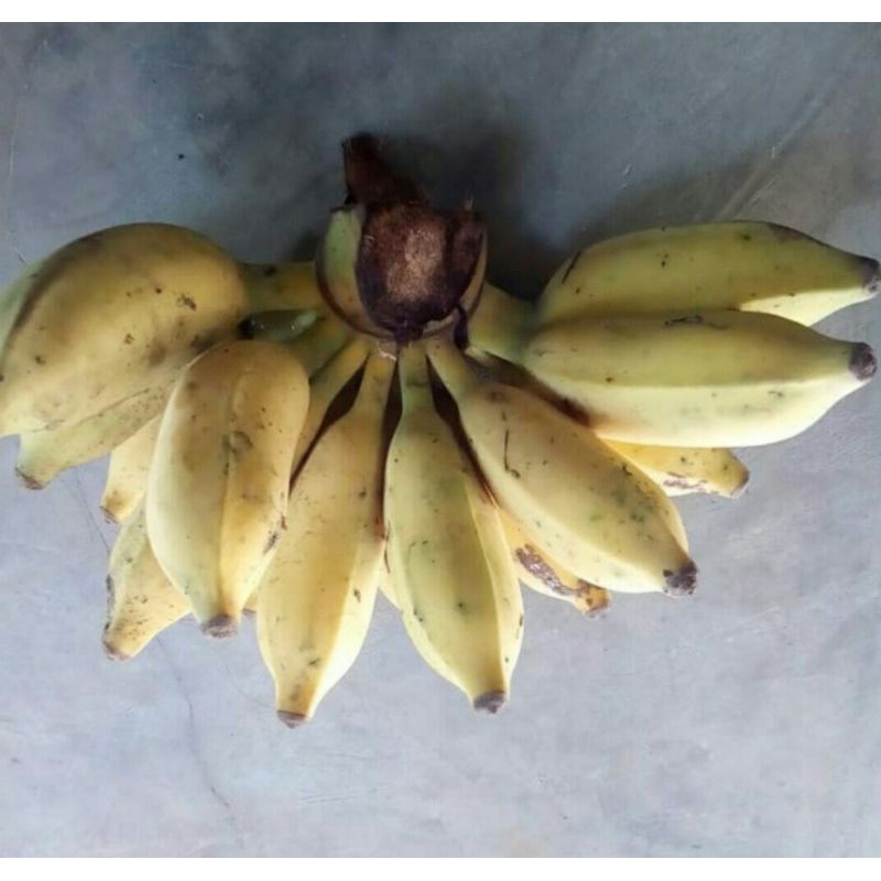 

Pisang siam / pisang siem segar per sisir