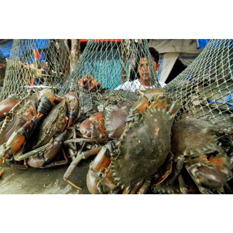 

kepiting hidup 300-500gram