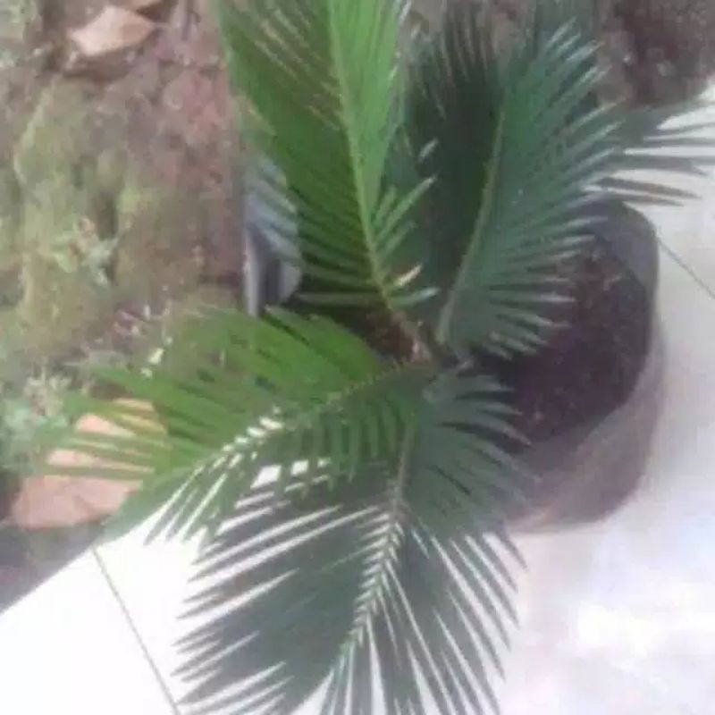Tanaman hias pohon palem sikas-bibit pohon palem sikas