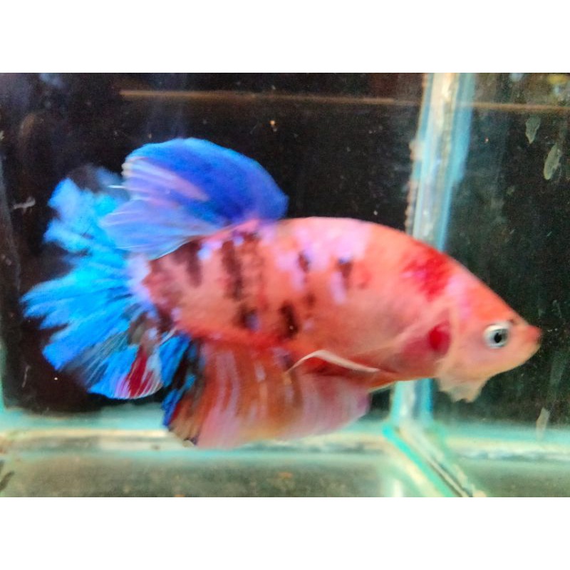 Ikan Cupang Giant Multicolor Male Indukan BO.5,5cm real pict