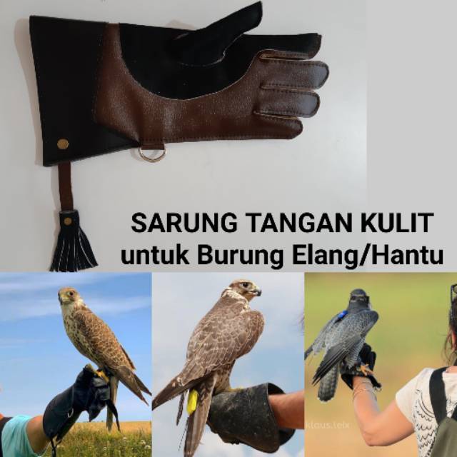 Unduh 96 Koleksi Gambar Elang Membawa Bola Terbaik 