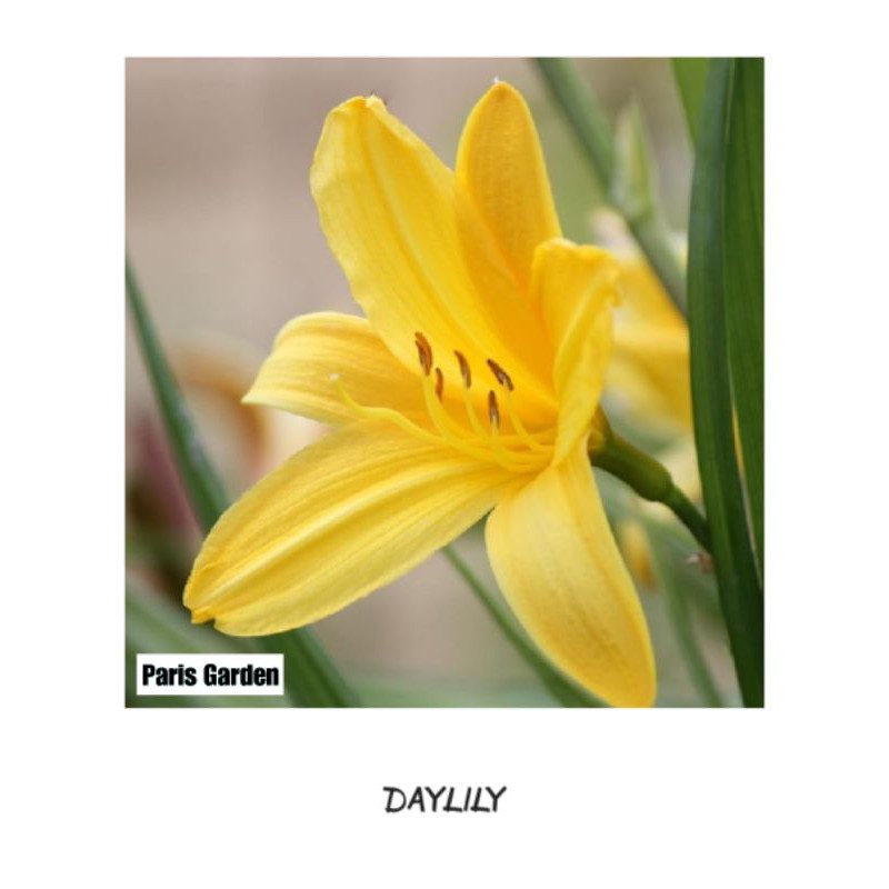 TANAMAN BUNGA LILY KUNING - BUNGA LILI KUNING DAY LILY - BIBIT BUNGA LILY