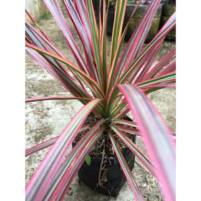 Tanaman hias dracaena tricolor dragon tree