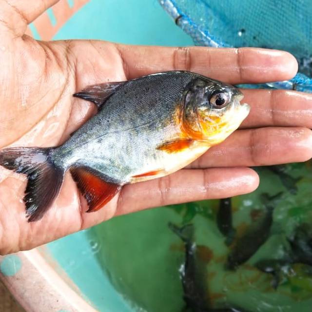 Bibit ikan bawal