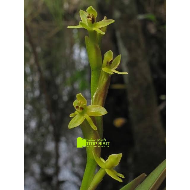 Anggrek spesies Epidendrum rigidum