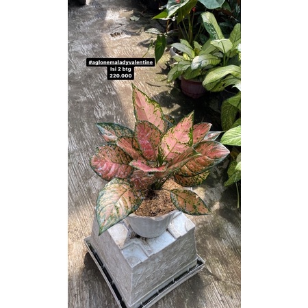 aglonema LV dan Kochin tembaga Kuning