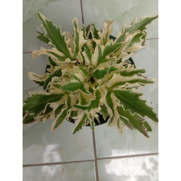tanaman hias cocor bebek varigata