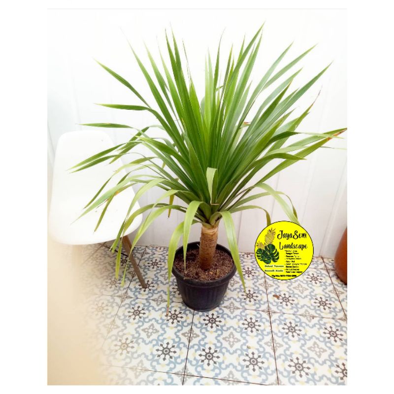 TANAMAN HIAS PANDAN BALI/POHON PANDAN BALI + POT