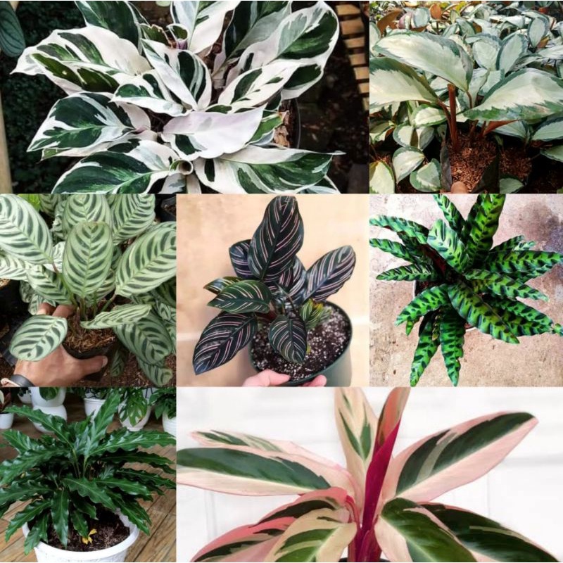 Tanaman Hias Calathea | Calathea Tisu | Calathea Dark Star | Calathea Sepat | Calathea Batik | Calat