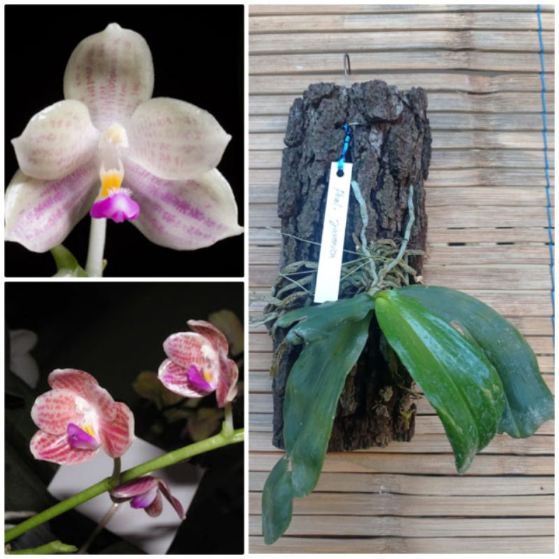 phalaenopsis javanica