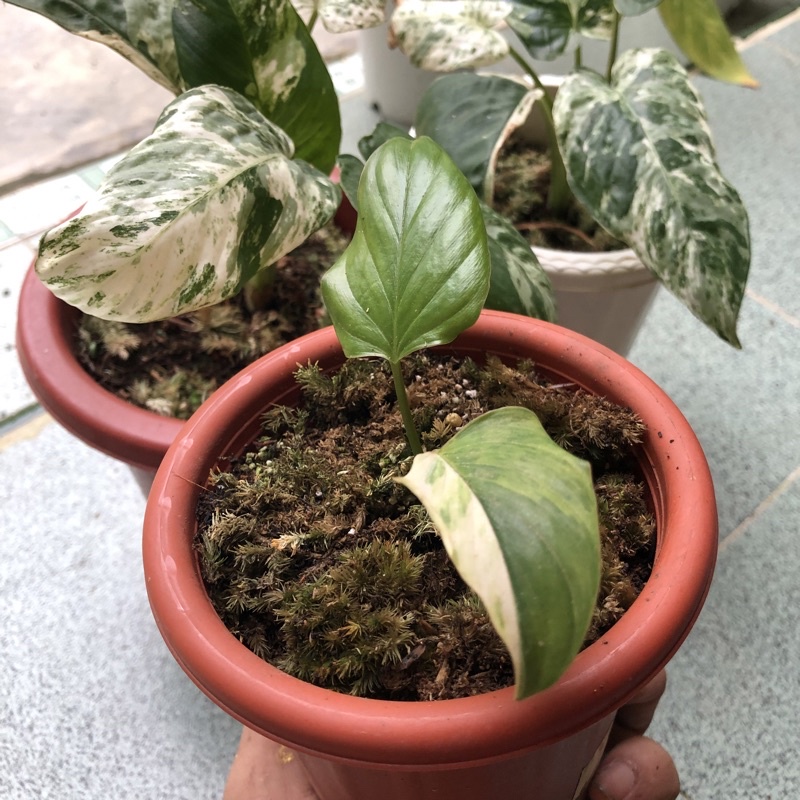 TANAMAN HOMALOMENA EMERALD GEM VARIEGATA TANAMAN VARIGATA RAWATAN ENDEMIK KALIMANTAN rubescens