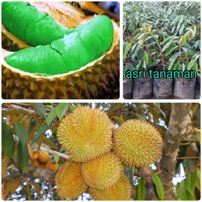 Cod Bibit Durian Montong Hijau Kw+