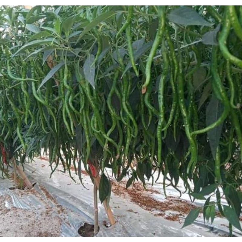 50 Benih CABAI CABE AKAR