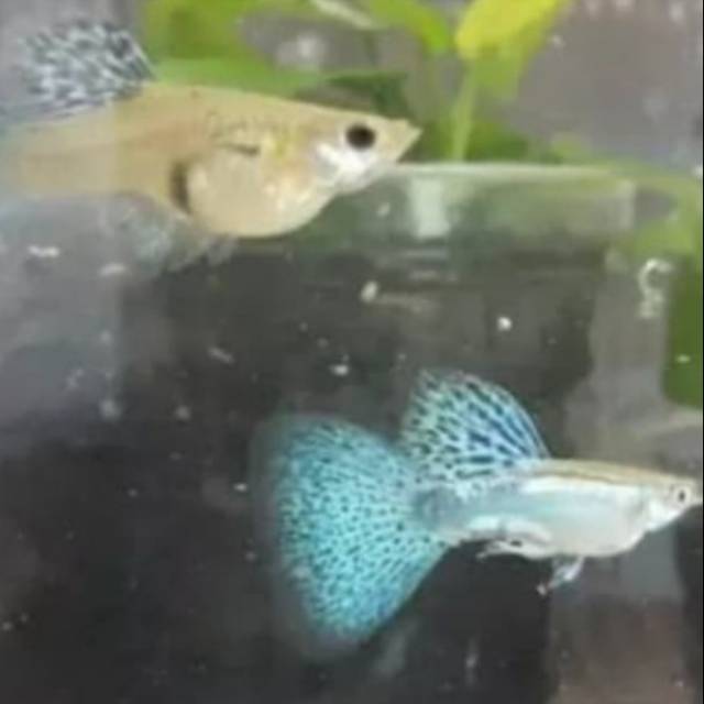 Ikan hias Guppy Blue Grass pasangan