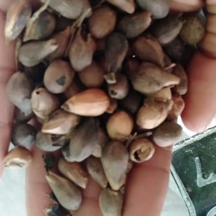 Biji Jati Putih Super