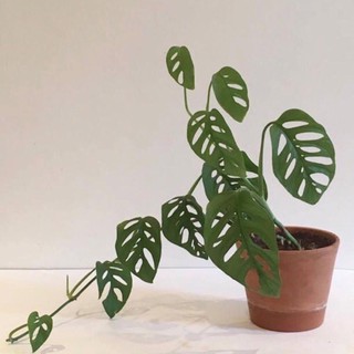  Tanaman  hias philodendron monstera obliqua janda bolong 