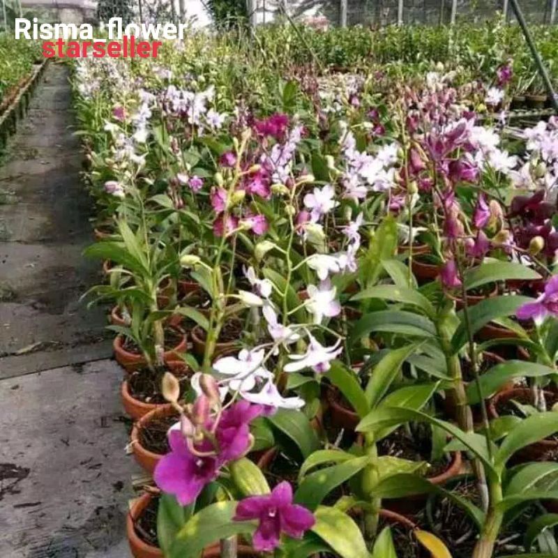 POHON ANGGREK DENDROBIUM SUDAH BERBUNGA ( BUNGA CAMPUR )
