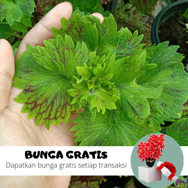 BUNGA MIANA / MIANA STEK / MIANA HIDUP / BUNGA HIDUP / MIANA MURAH / MIANA PREMIUM / BIBIT MIANA