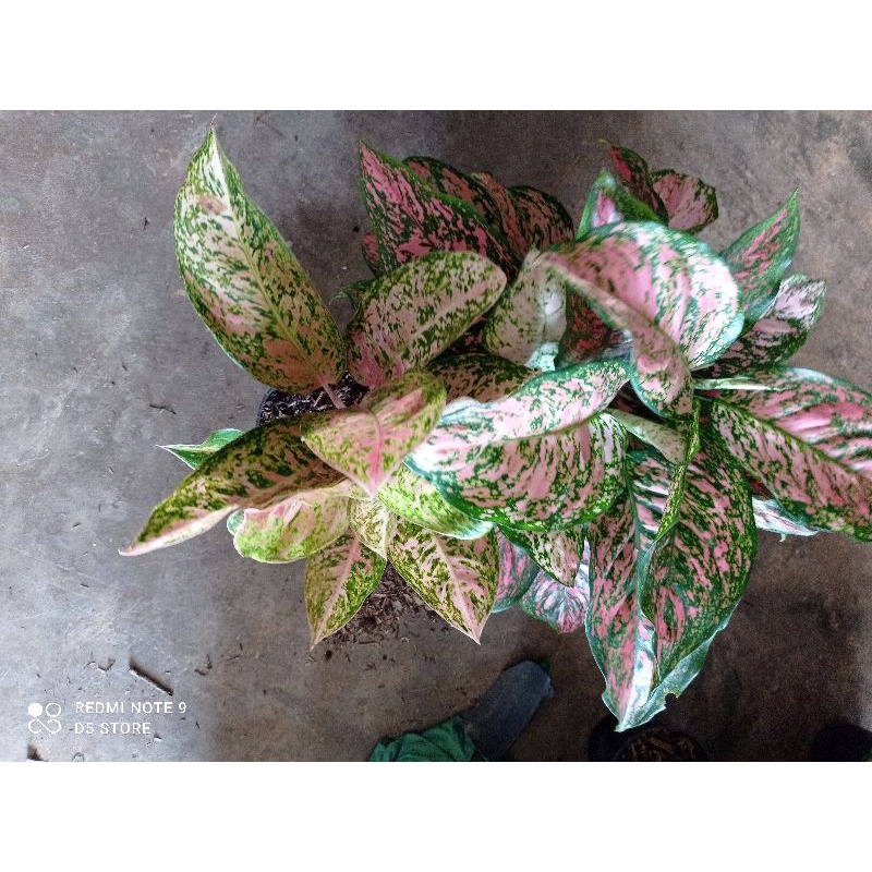 aglonema ruby pink dan big roy