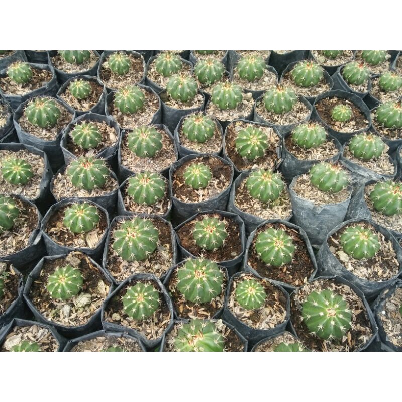 Kaktus melo mini/kaktus pasaman/tanaman kaktus/bunga kaktus/kaktus mura