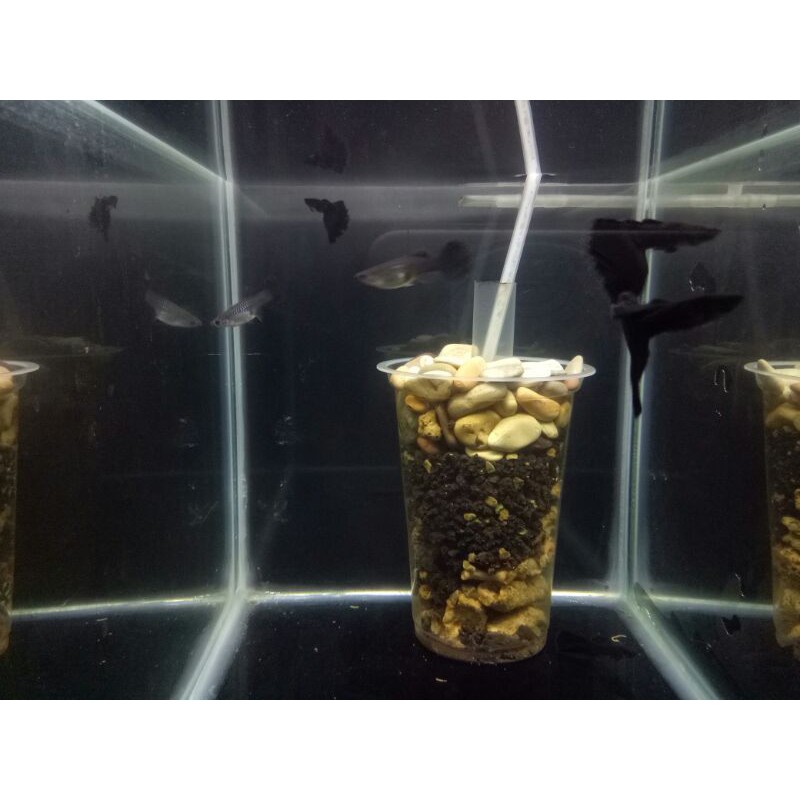 ikan guppy ( paket promo ) red lace , black moscow , afr
