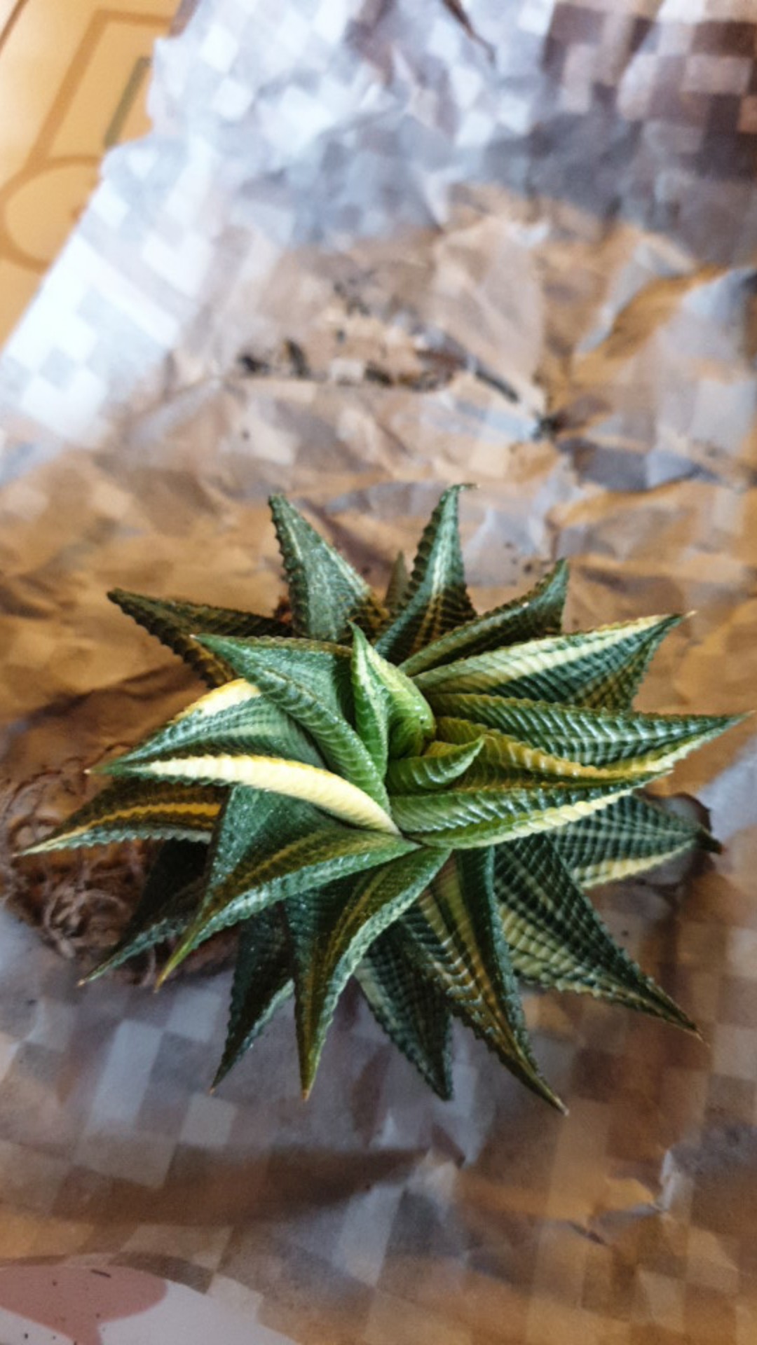 Sukulen Dan Kaktus | Haworthia Limifolia Variegated