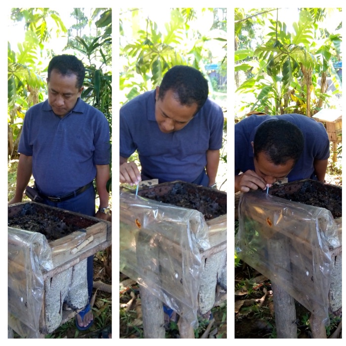 

madu kalulut / madu klanceng, asli dari hutan kalimantan