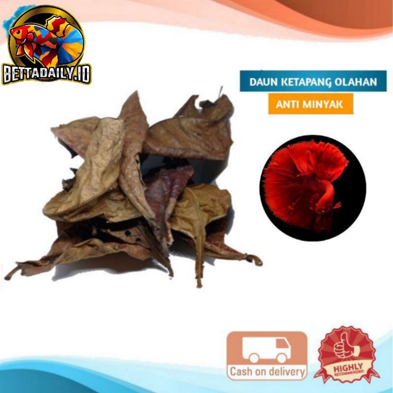 Daun ketapang olahan siap pakai | ekstrak daun ketapang