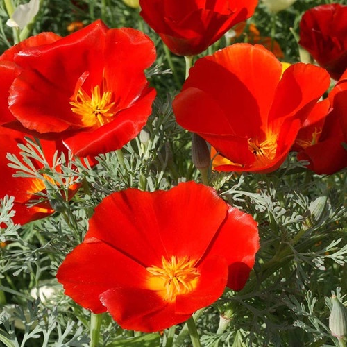 Benih Bibit Biji - Bunga California Poppy Red Chief (Eschscholzia californica) Flower Seeds - IMPORT