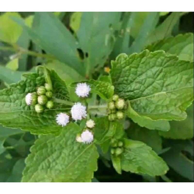 

daun bandotan 350gr