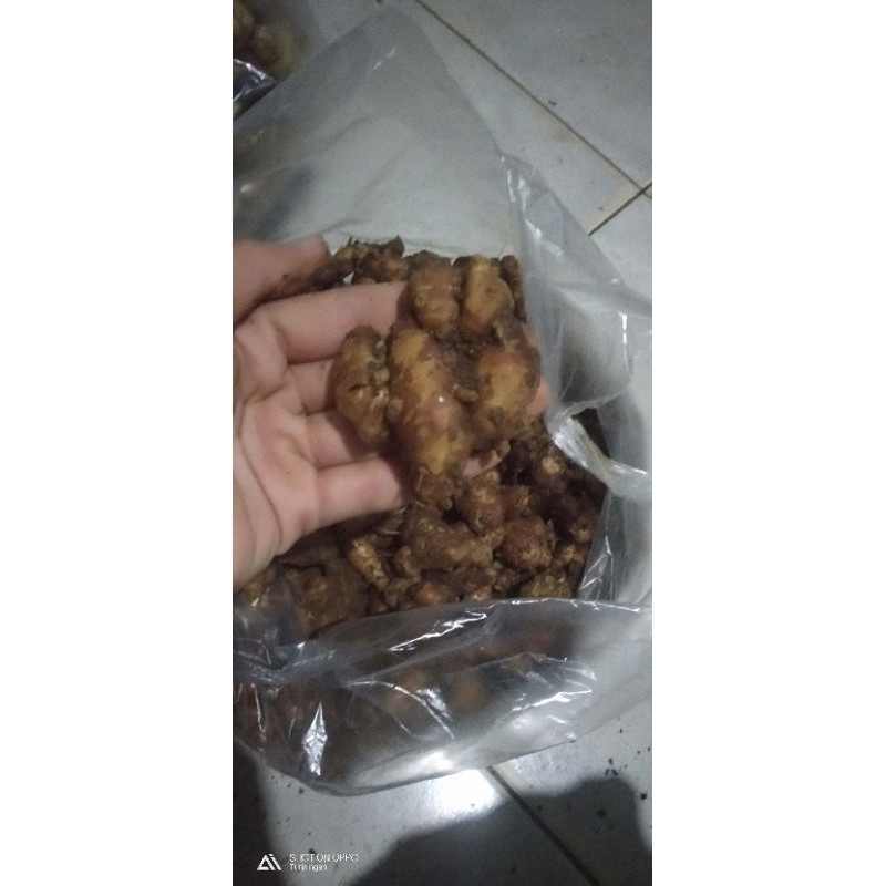 

kencur bumbu dapur 250 gram