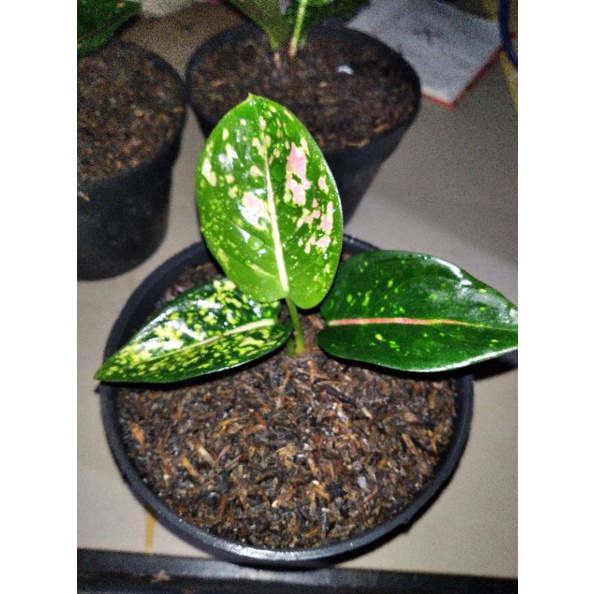 aglonema ruby compacta