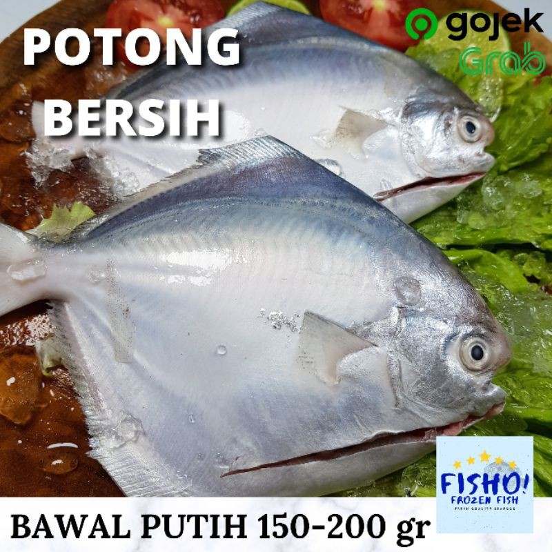 Ikan Bawal Putih Potong Bersih Kualitas Export Premium Shopee Indonesia