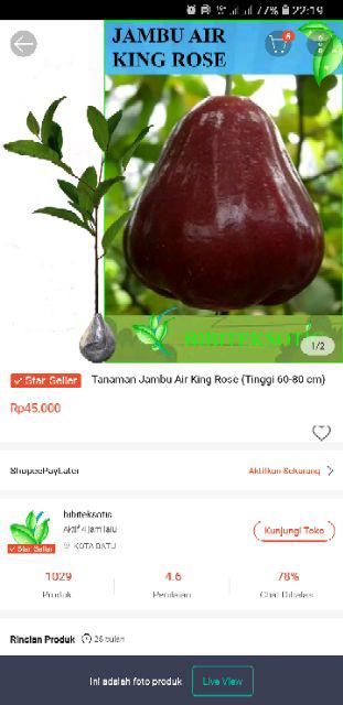 Tanaman Jambu Air Madu Deli Hijau (buy 1 Get 1)