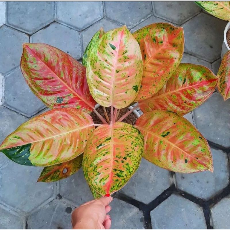 Tanaman hias bunga aglonema bigroy / aglonema big roy / Aglonema lulaiwan / aglonema big roy termura