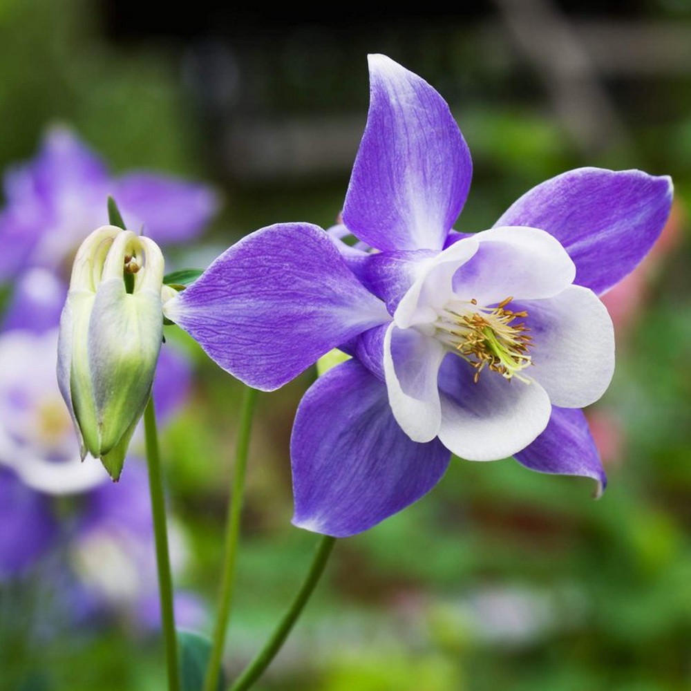 PlantaSeed - 20 Seeds - Columbine Colorado Blue Biji Bunga - PAS0217