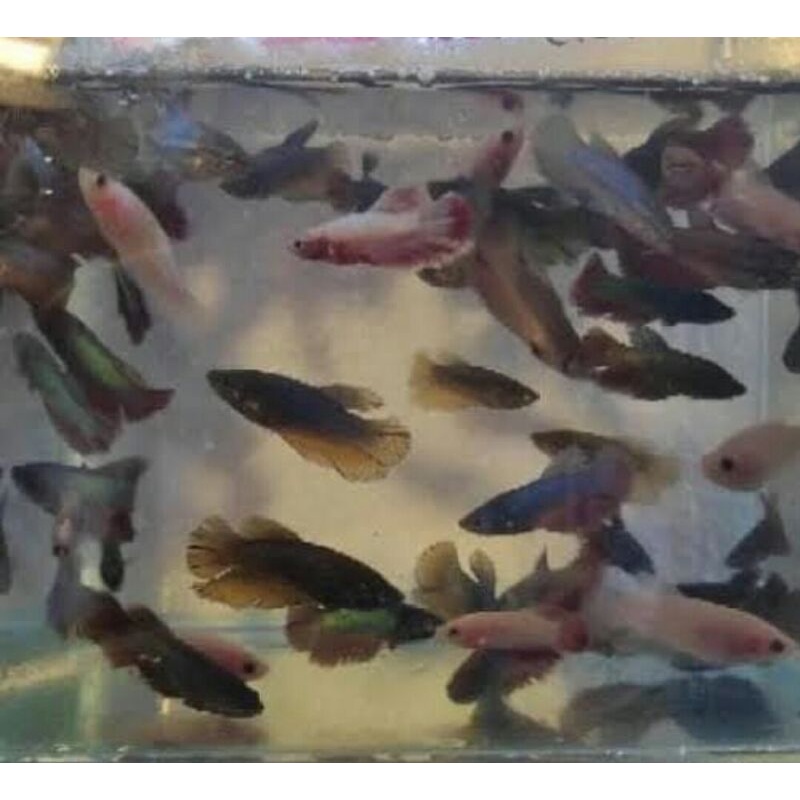 Betina ikan cupang hm rosetail