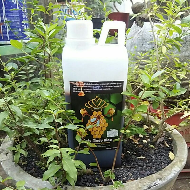 

MADU MURNI HUTAN AKASIA