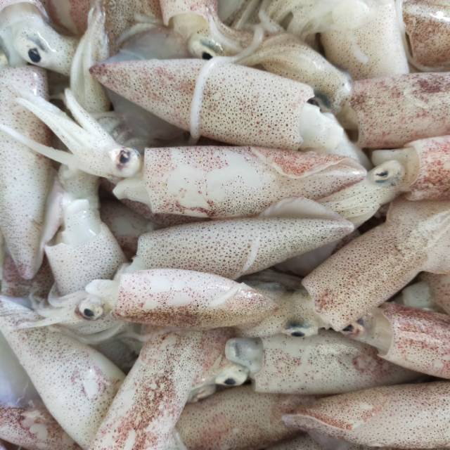 

Cumi serok 5-7 cm fresh 500 gram