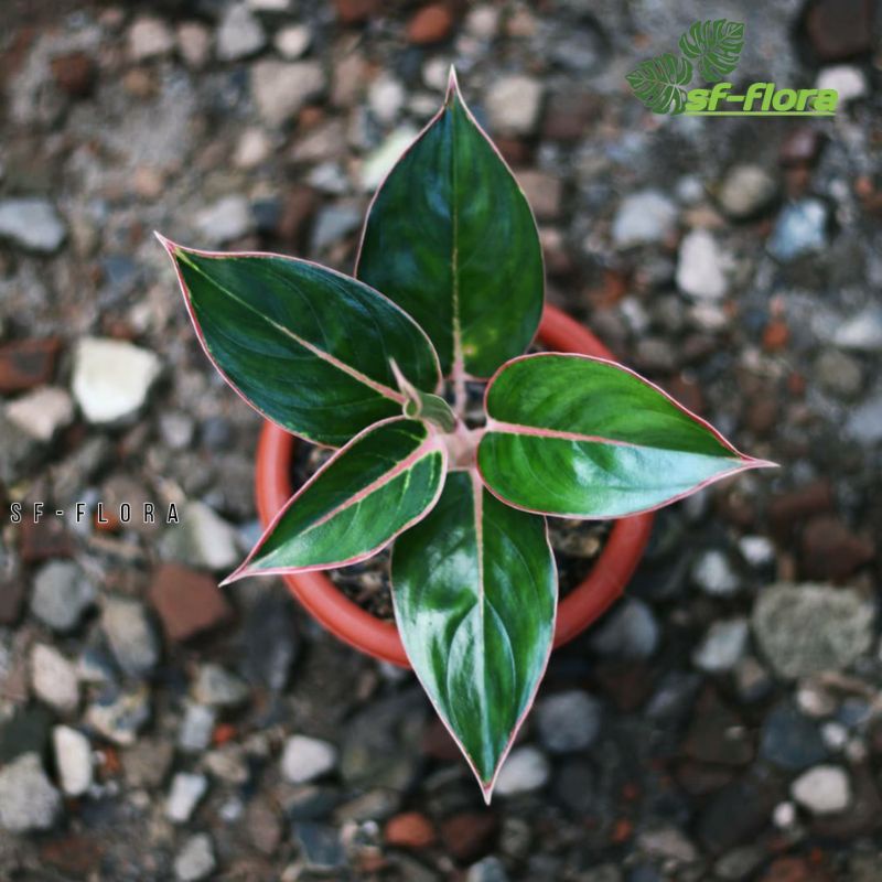 Tanaman hias Aglonema lipstik flamingo-AGLONEMA LIPSTIK FLAMINGO