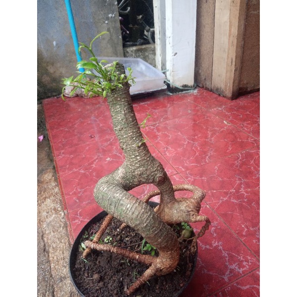 tanaman hias bahan bonsai kimeng // bahan bonsai Bringin//bonggol besar