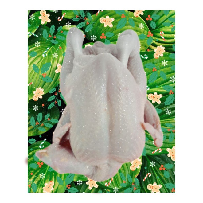 

ayam potong 1,3kg